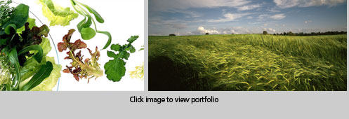 Mike McGoran - Landscapes & Food